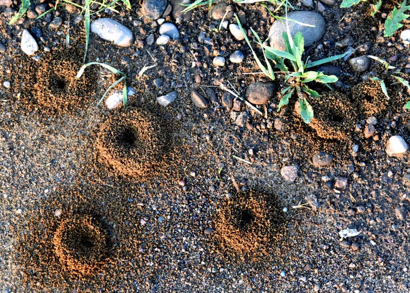 Volcans en territoire Fourmis