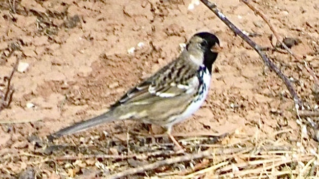 Emberizidae (Sparrows and allies)