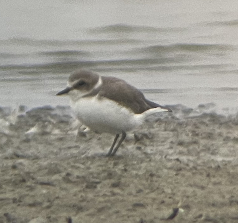Mystery Plover - photo by Brendan Beers Sep 9, 2022