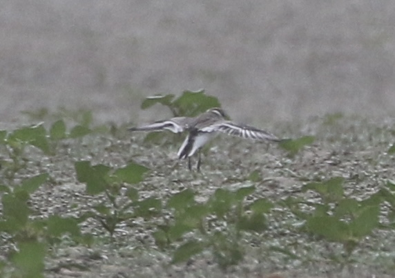 Mystery Plover - photo by Cole Wild Sep 10, 2022