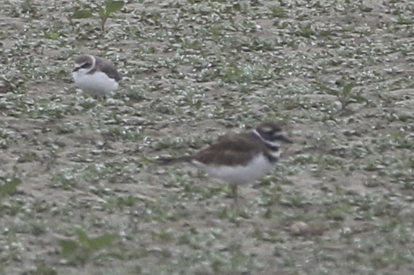 Mystery Plover - photo by Cole Wild Sep 10, 2022