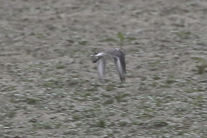 Mystery Plover - photo by Cole Wild Sep 10, 2022