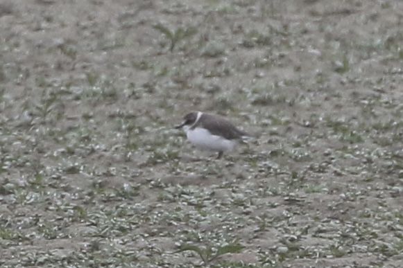 Mystery plover - photo by Cole Wild Sep 10, 2022