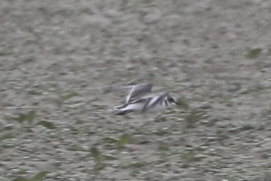 Mystery plover - photo by Cole Wild Sep 10, 2022