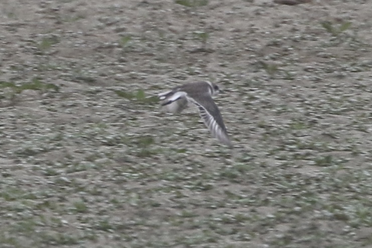 Mystery Plover - photo by Cole Wild Sep 10, 2022