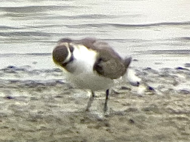Mystery Plover - photo by Brendan Beers Sep 9, 2022
