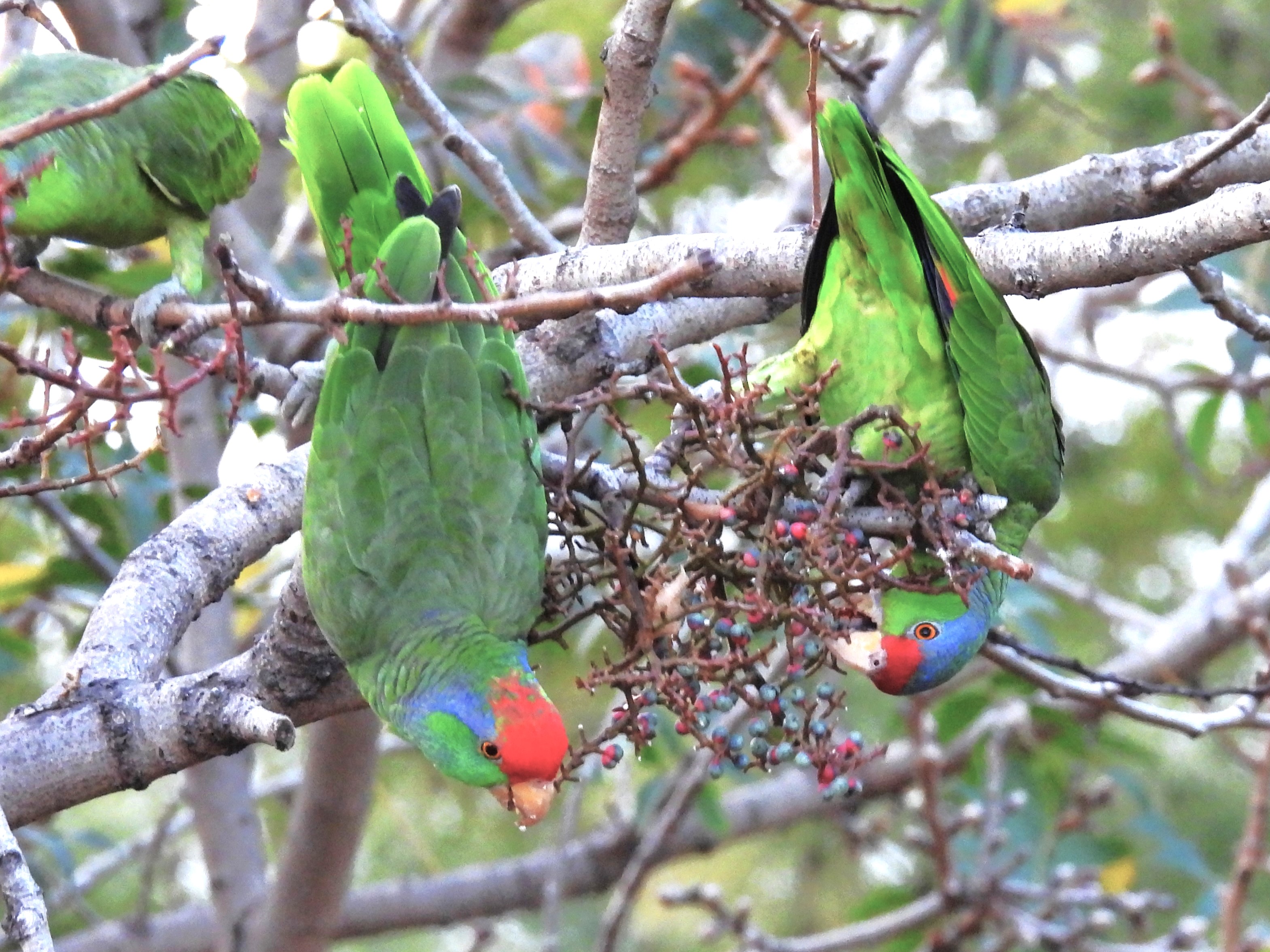 RED-CROWNED PARROT