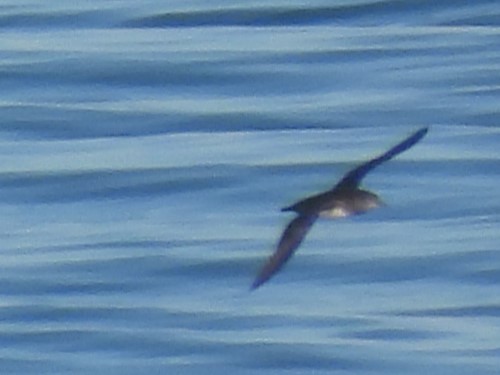 BLACK-VENTED SHEARWATER