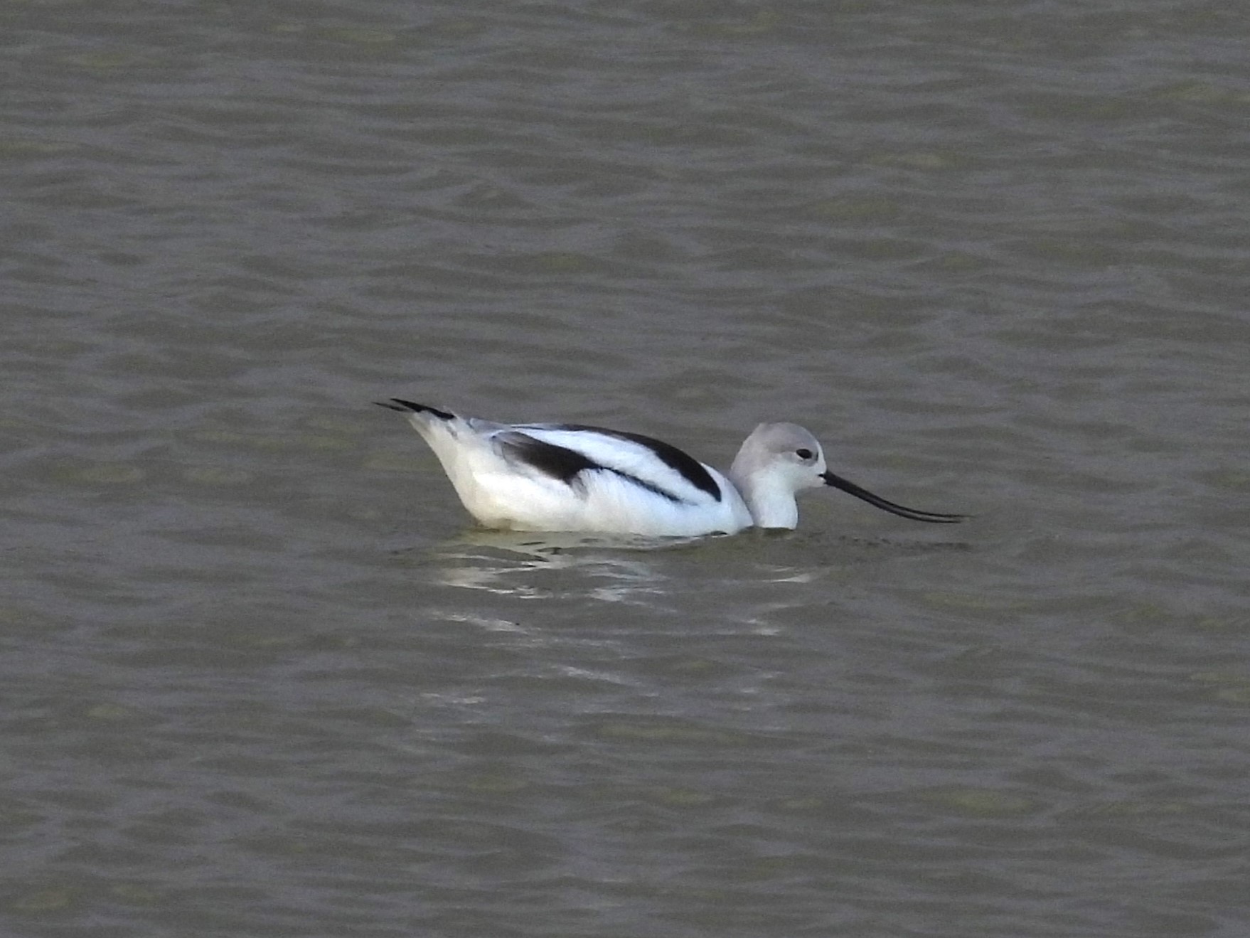 AMERICAN AVOCET (basic)