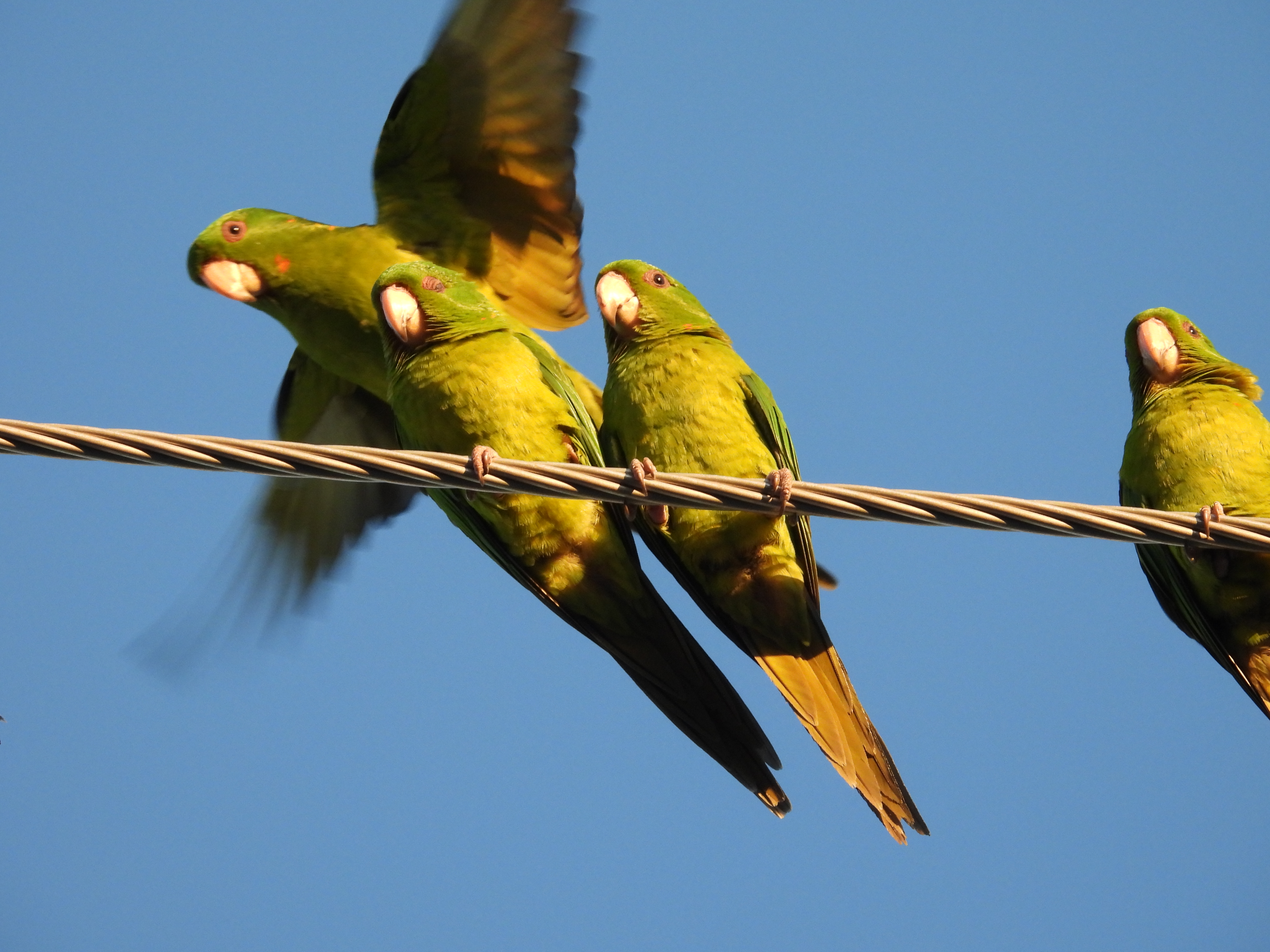 GREEN PARAKEET