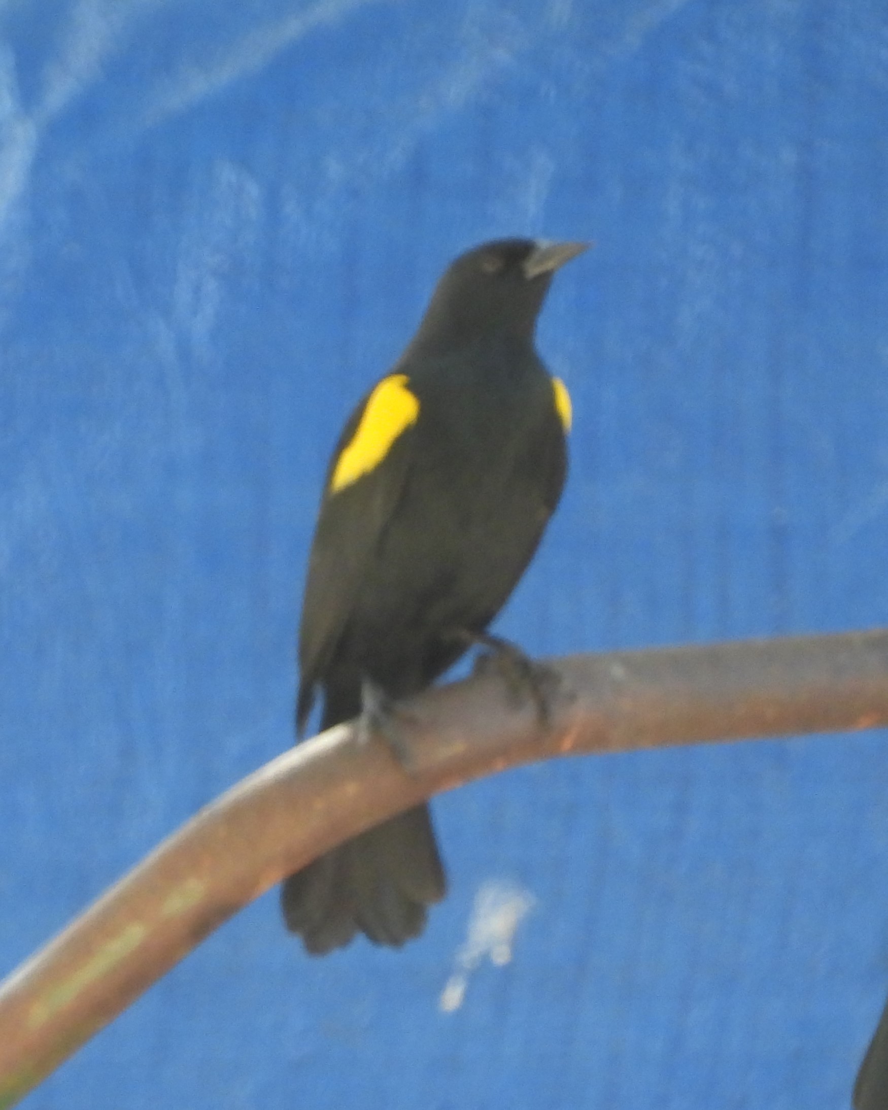 YELLOW-SHOULDERED BLACKBIRD