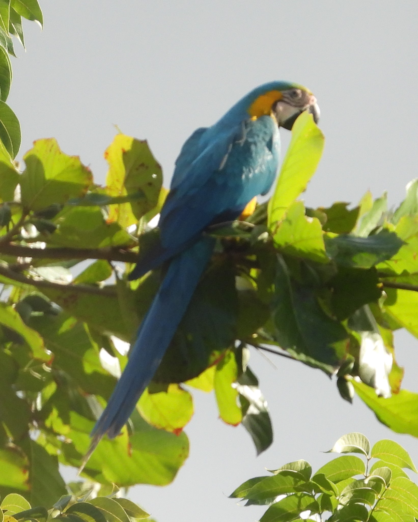 BLUE-AND-YELLOW MACAW