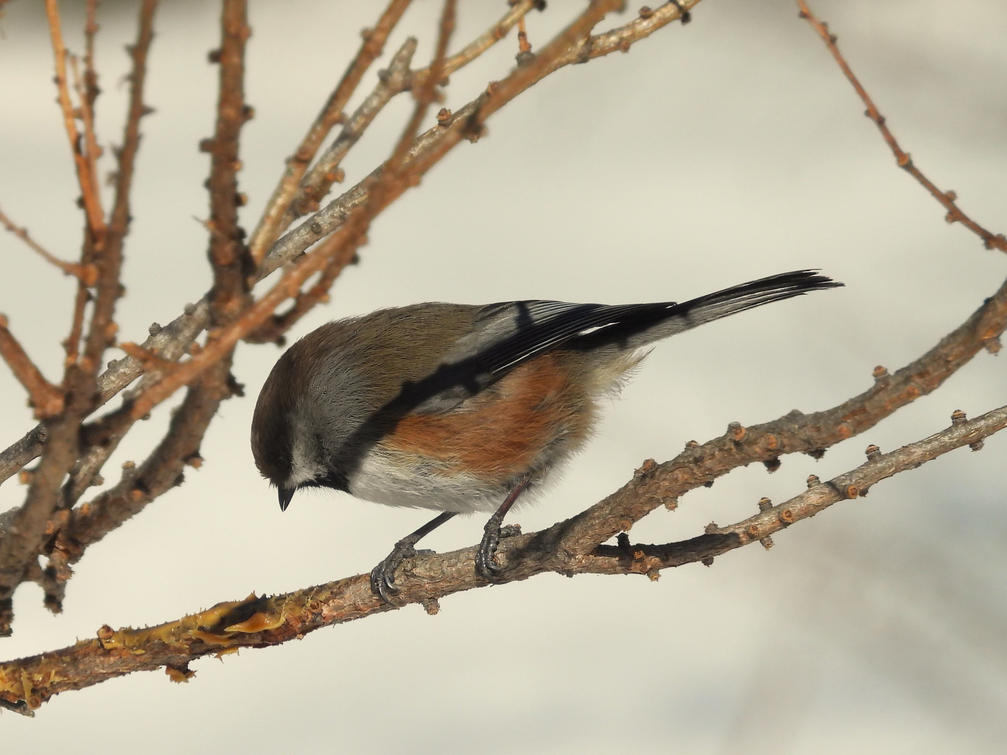 BOREAL CHICKADEE