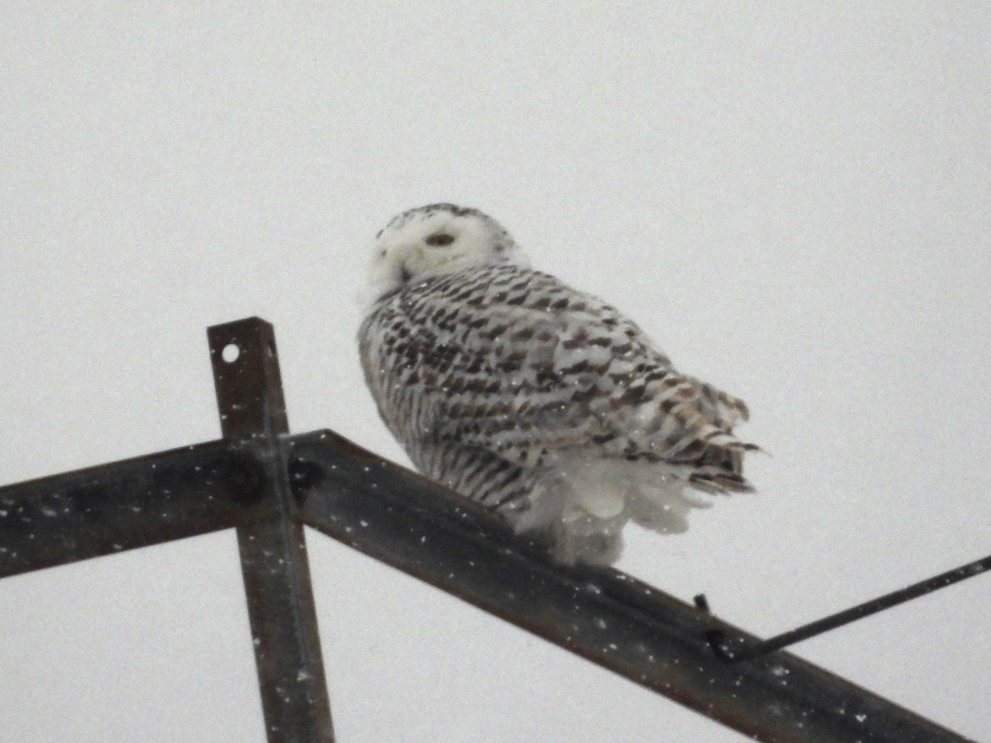 SNOWY OWL (immature)