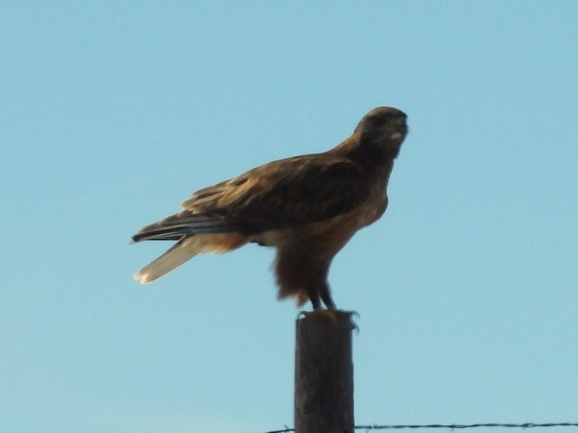 FERRUGINOUS HAWK (Intermediate morph)