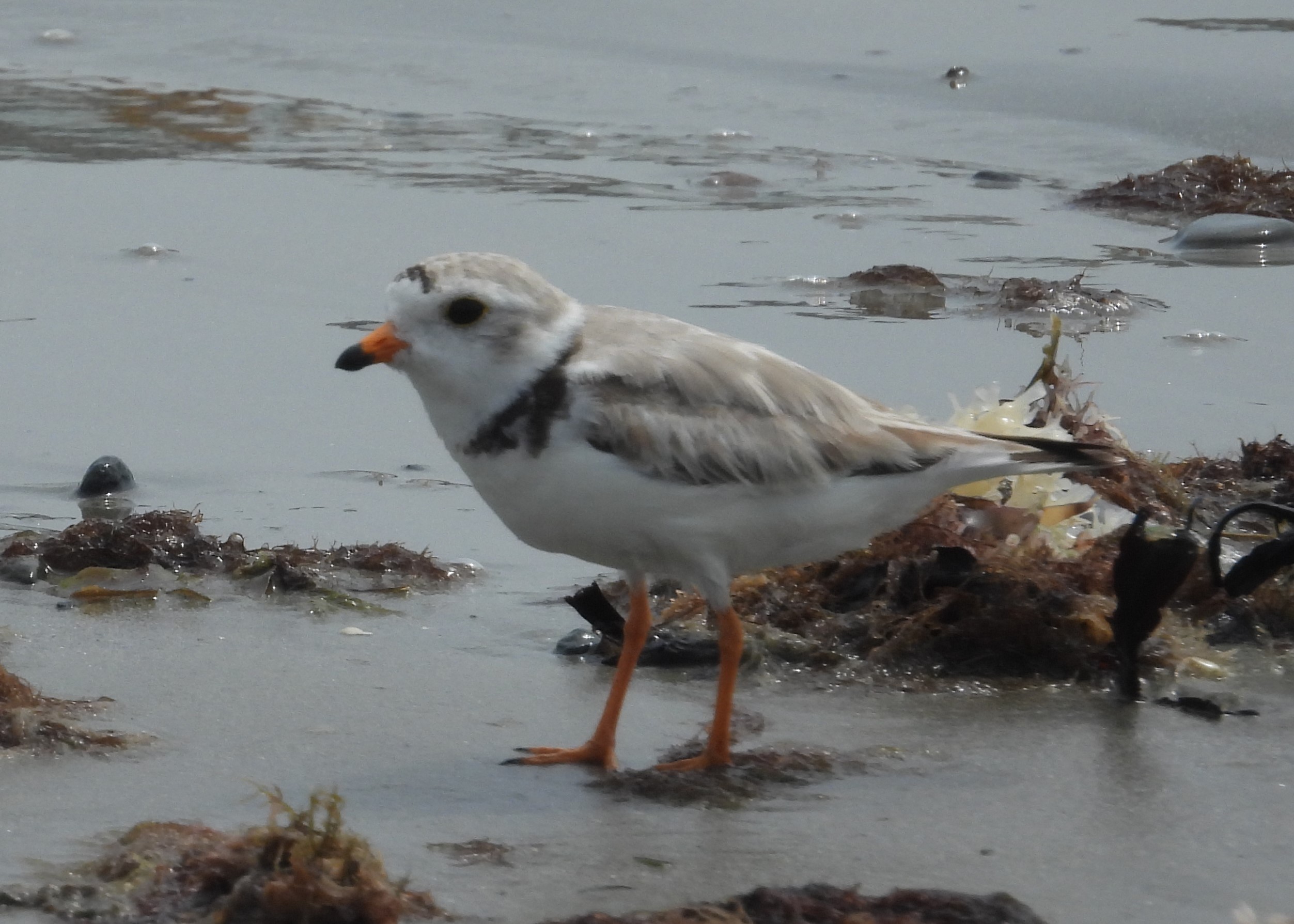 PIPING PLOVER