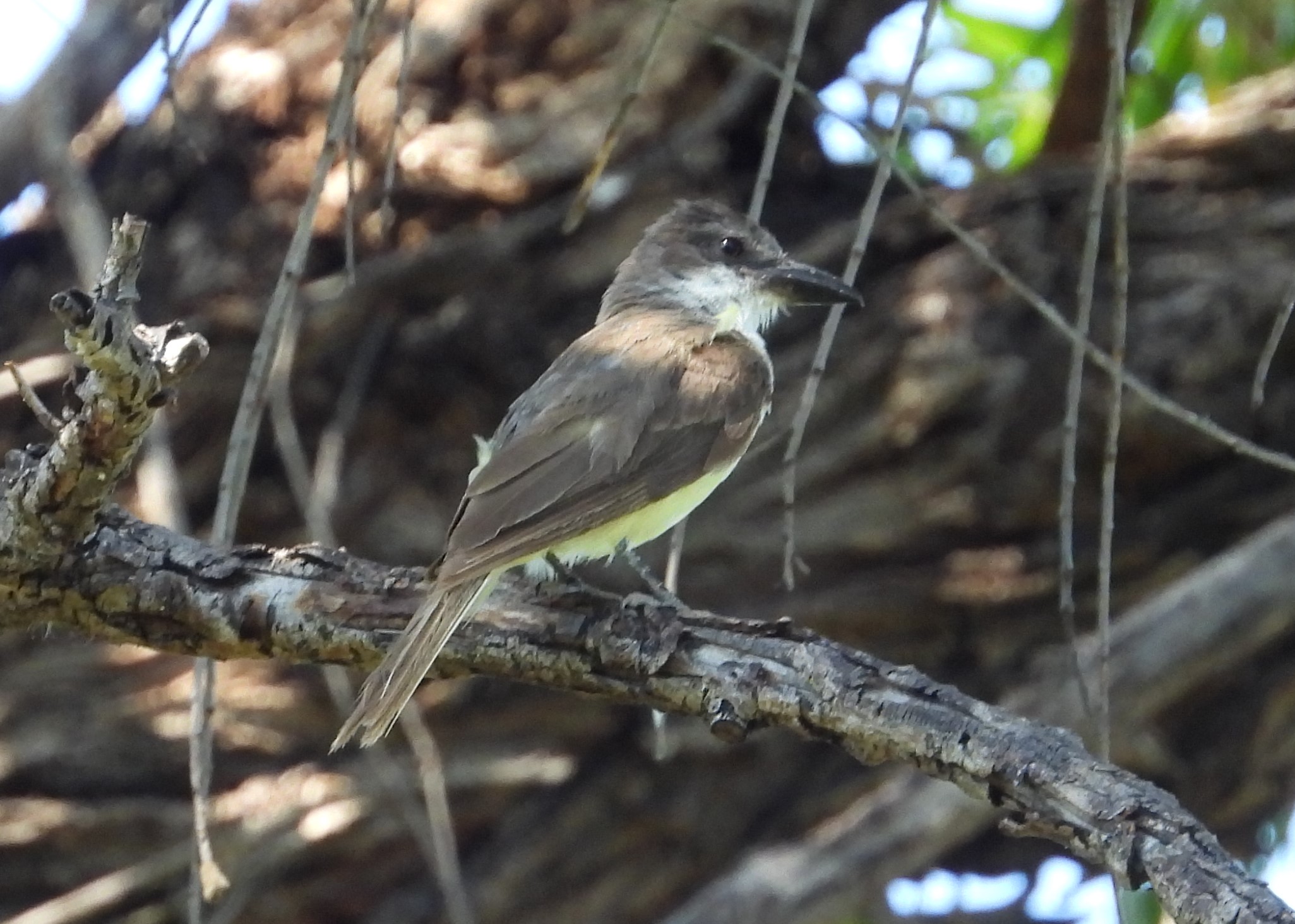 THICK-BILLED KINGBIRD