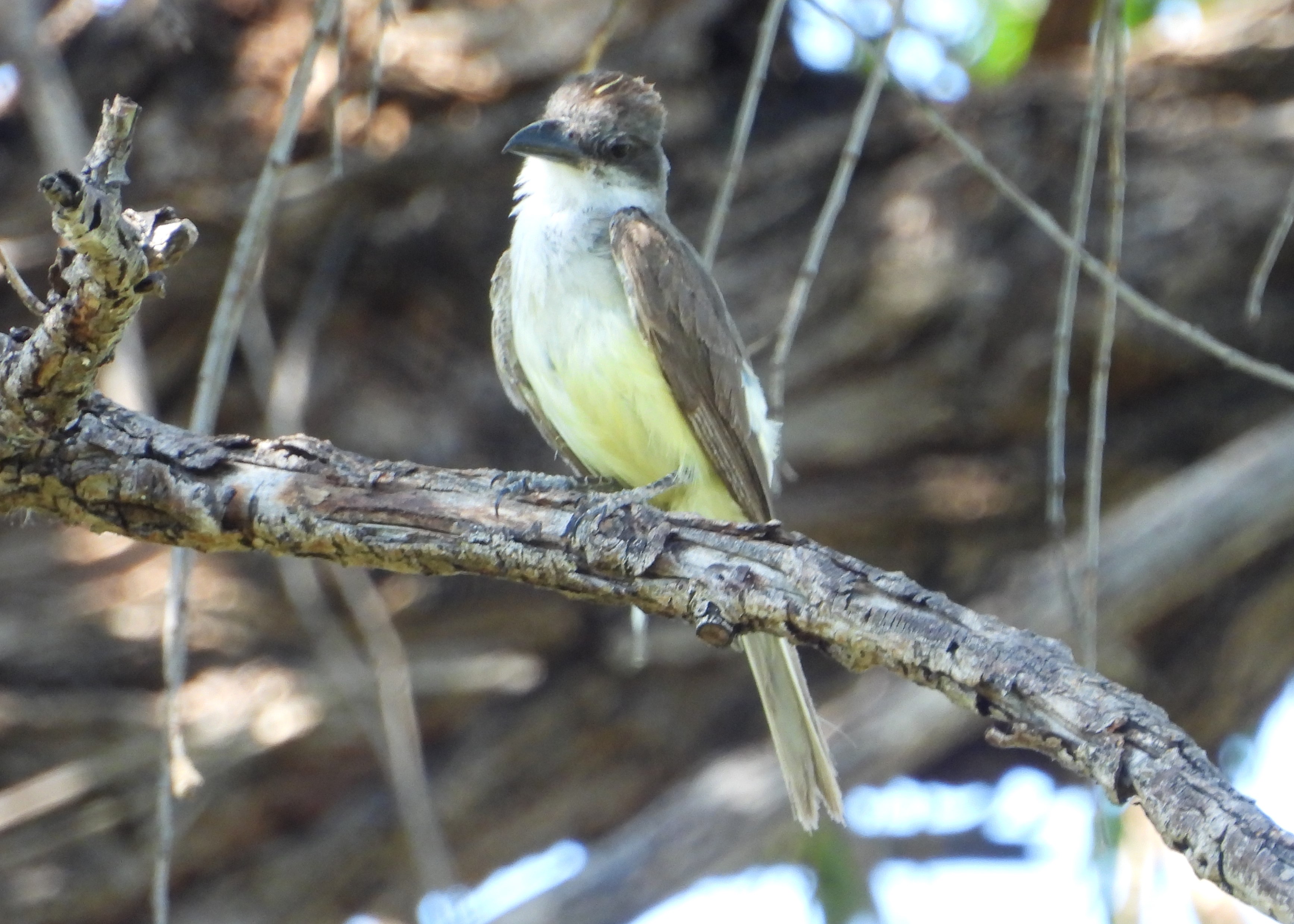 THICK-BILLED KINGBIRD