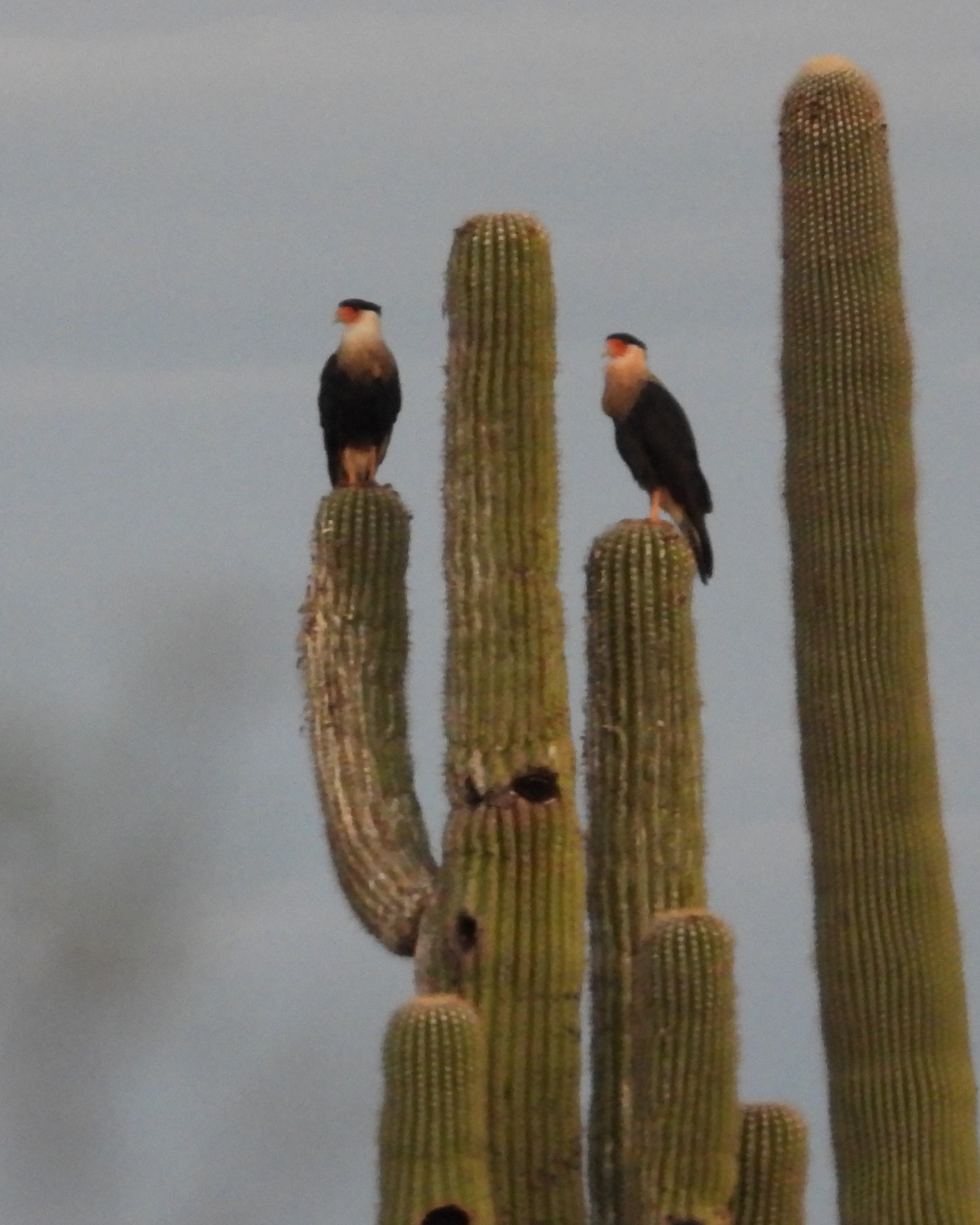 CRESTED CARACARA
