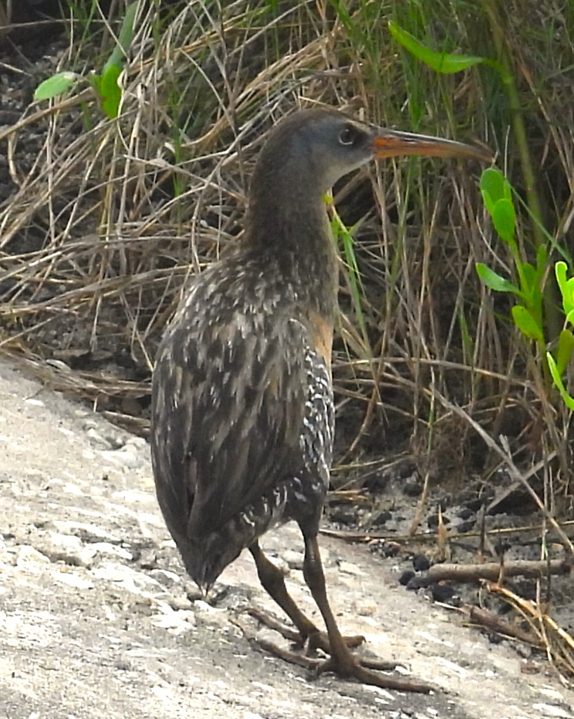 CLAPPER RAIL