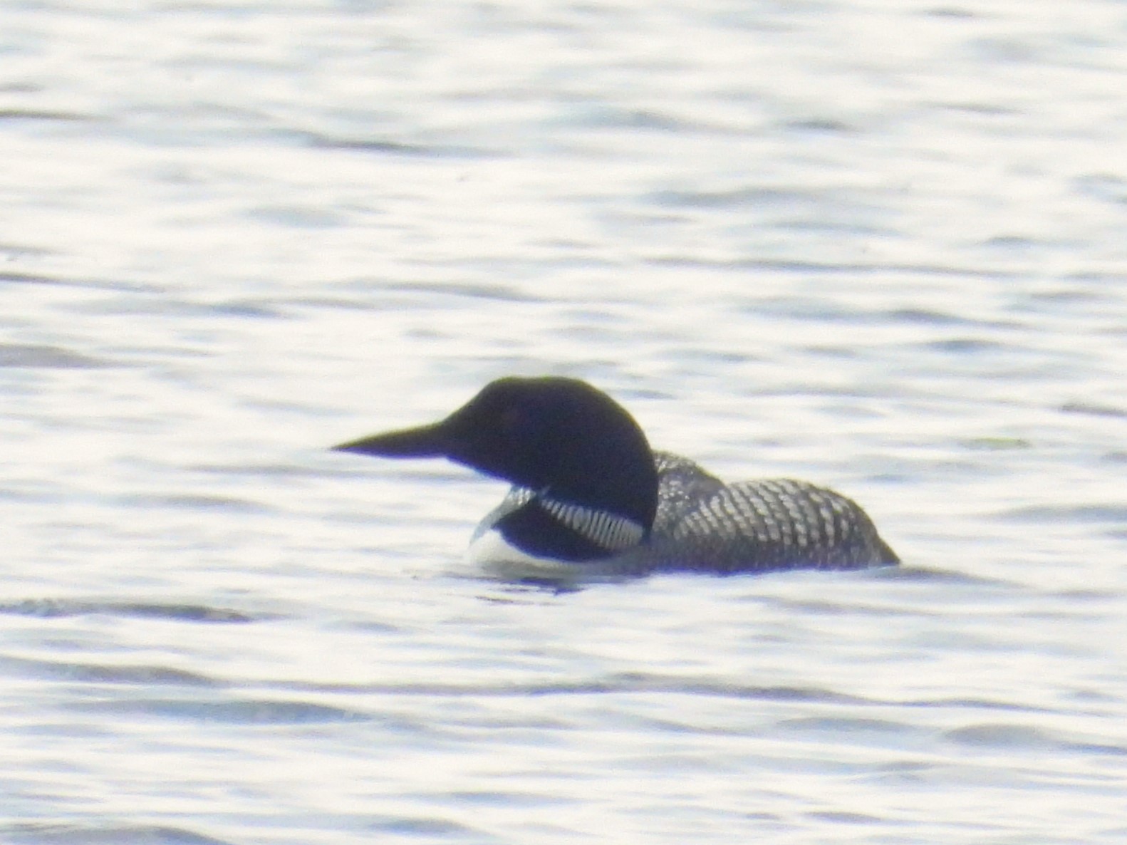 COMMON LOON