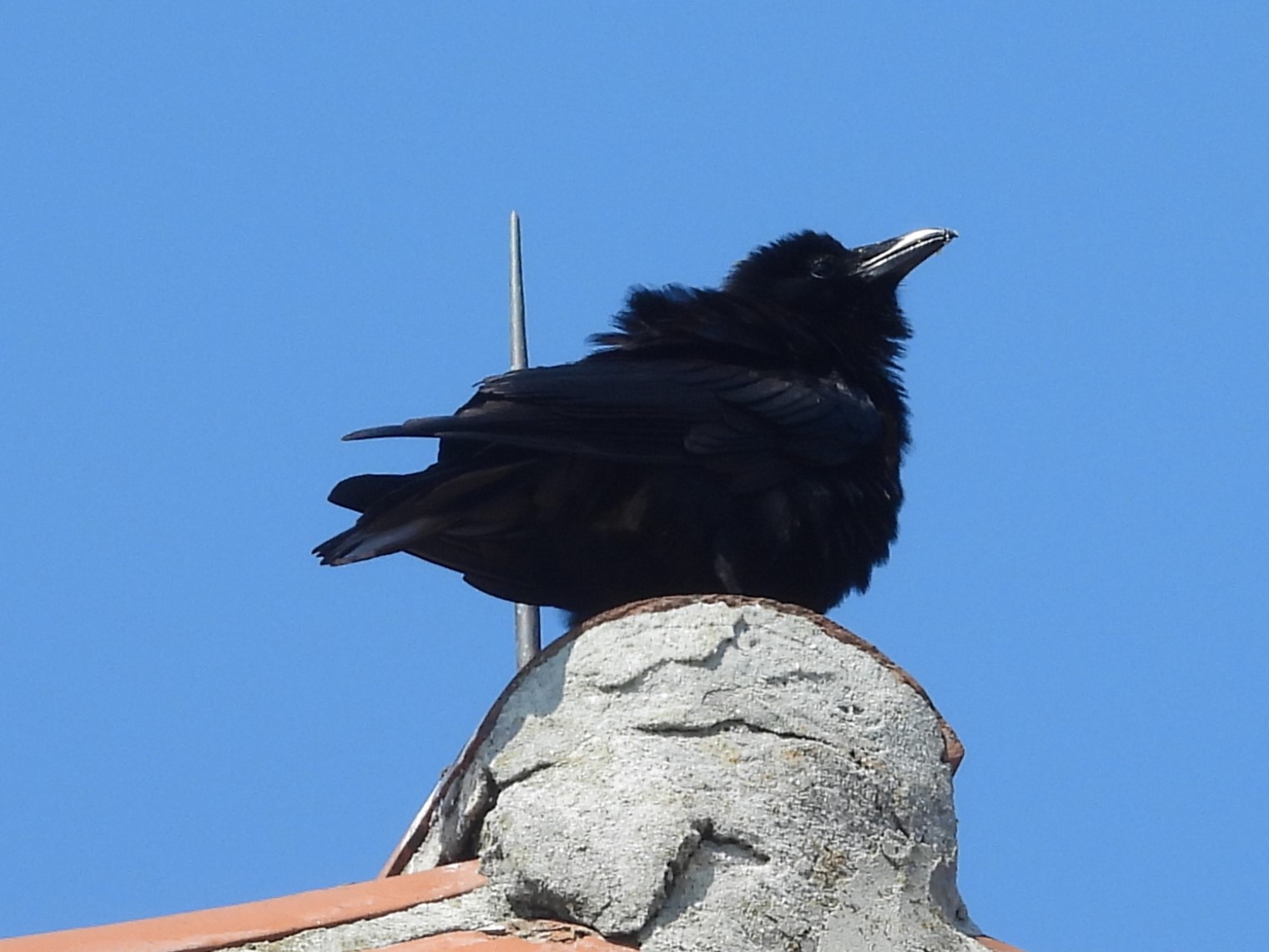 FISH CROW                                                                                                                       