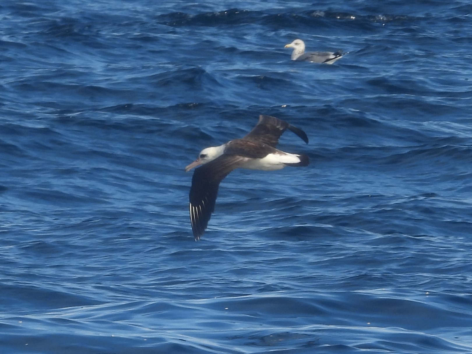LAYSAN ALBATROSS