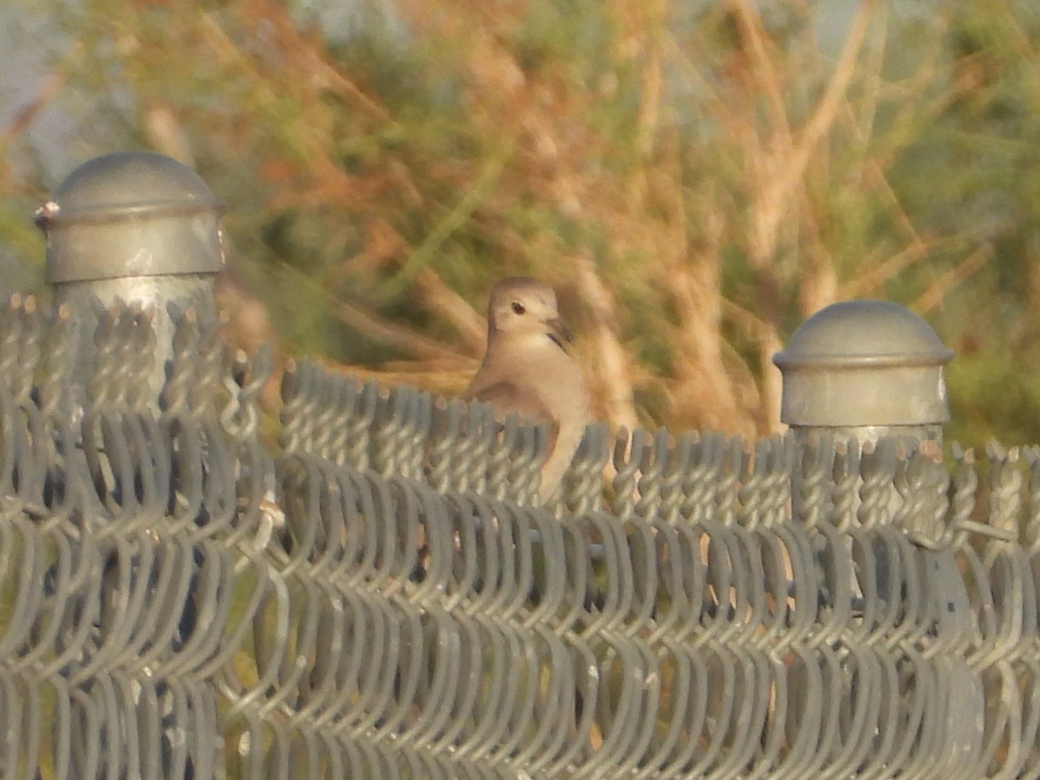 RUDDY GROUND DOVE (female)