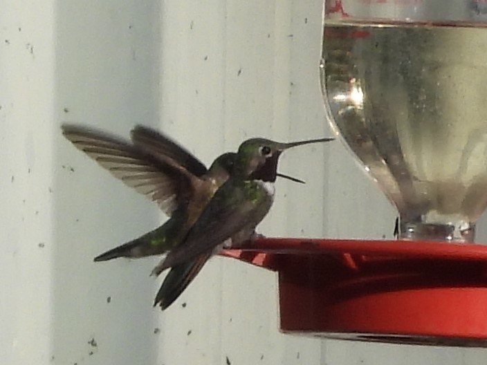 HUMMINGBIRDS