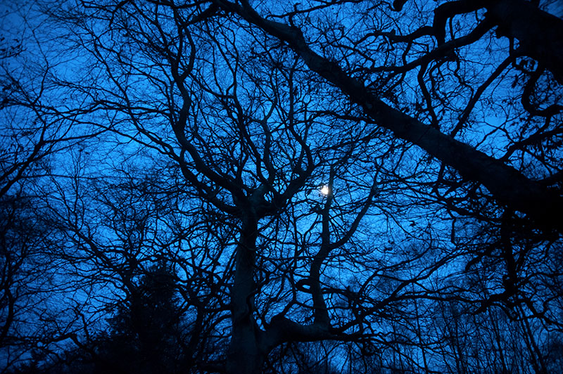 15th February 2019 <br> moonlight