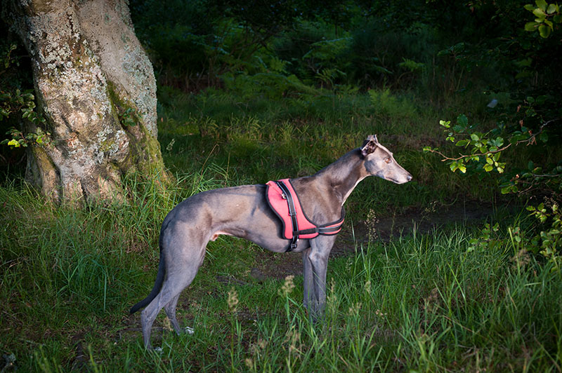 3rd August 2019  deer