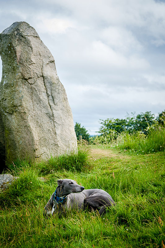 28th June 2020  megalithic hound
