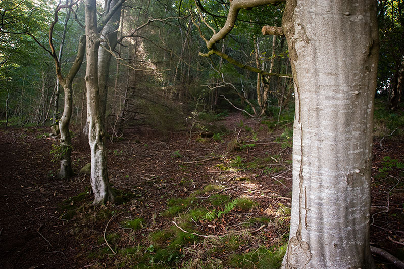 DSC_9031-001.jpg