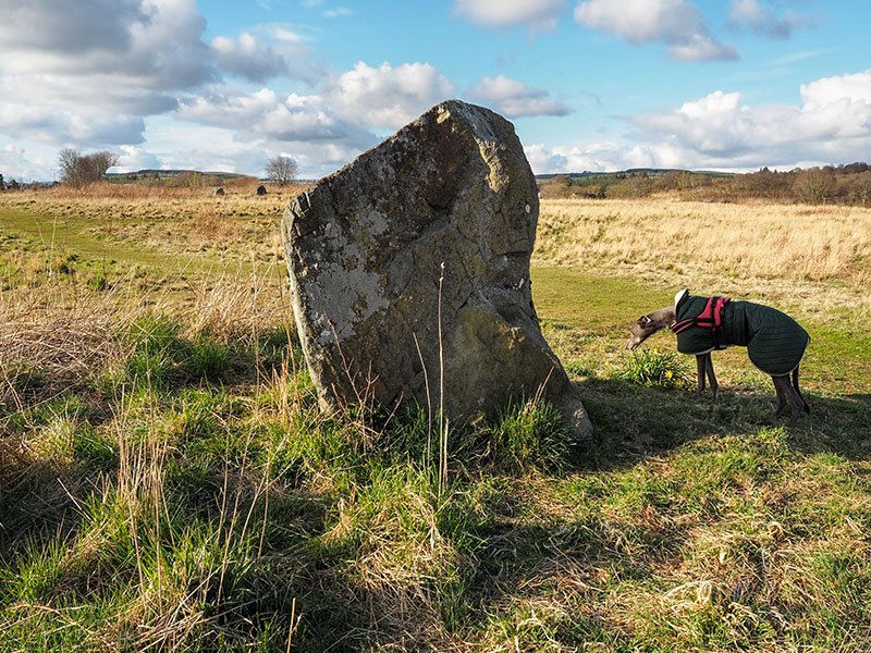 28th April 2021  megalithic hound