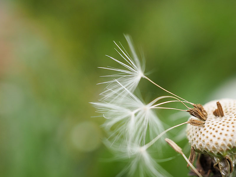 14th May 2021  dandelion