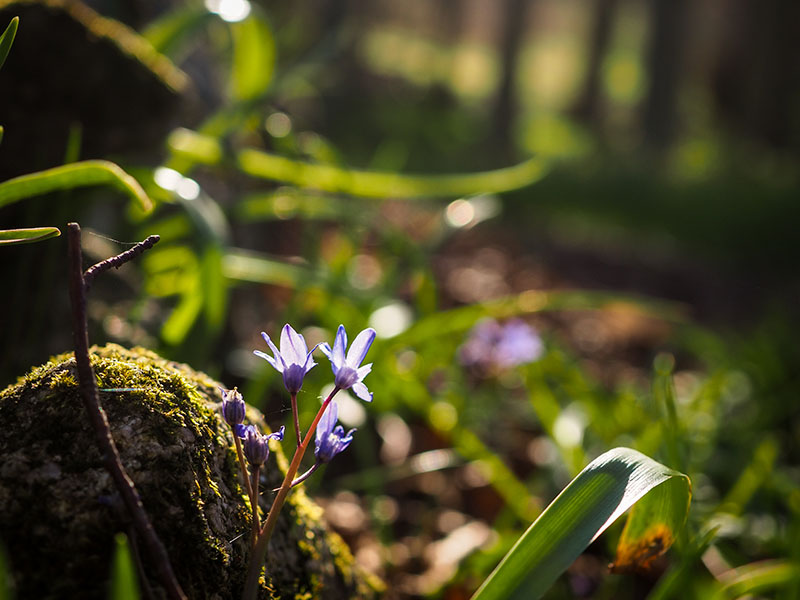 21st April 2022  forget me not