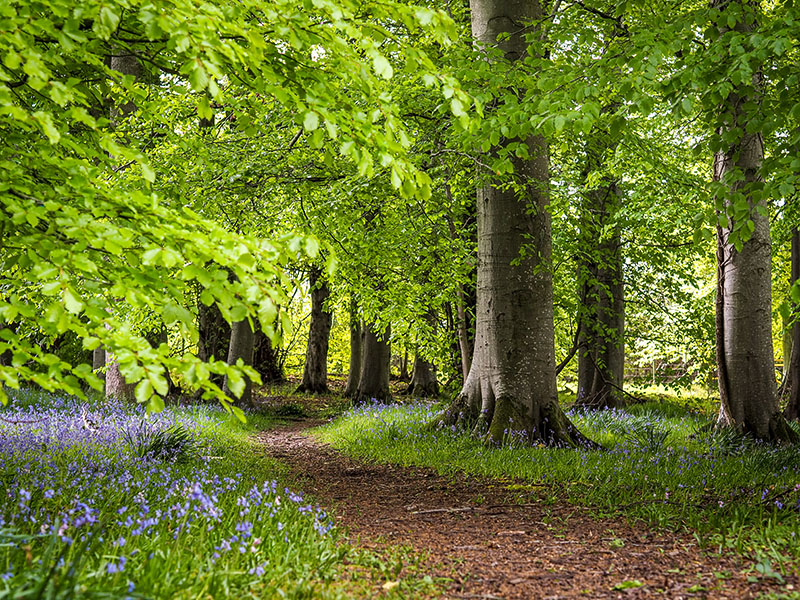 18th May 2022  bluebell wood