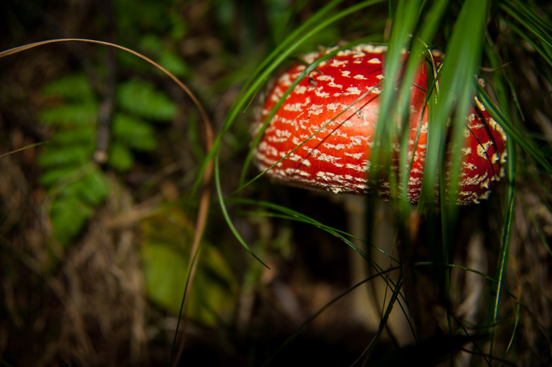 13th September 2022  fungus among us