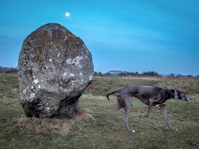 4th April 2023  hound by moonlight