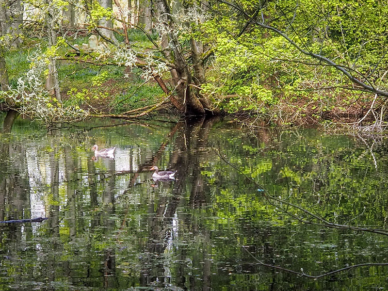 12th May 2023  ducks are back