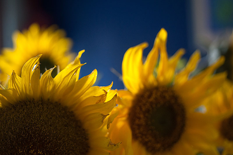 Sunflowers