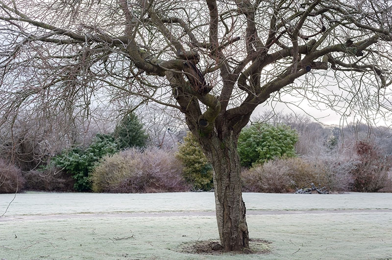 8th January 2024  frosty tree