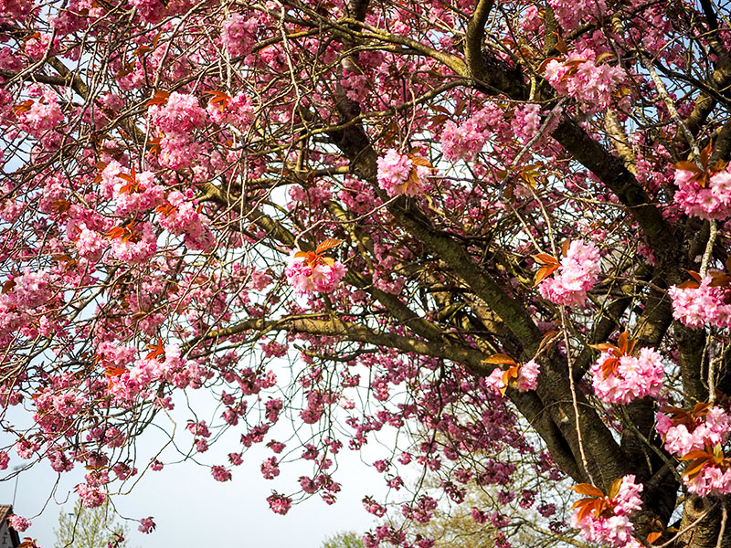 3rd May 2024  blossoming