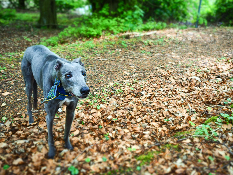 Baloo's last pic on our last ever houndwalk