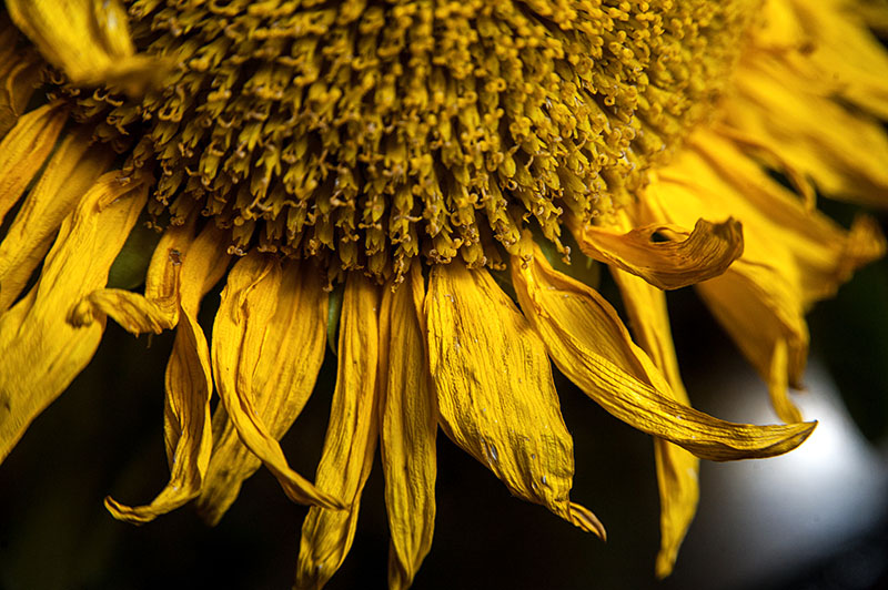 3rd September 2024  trace of summer