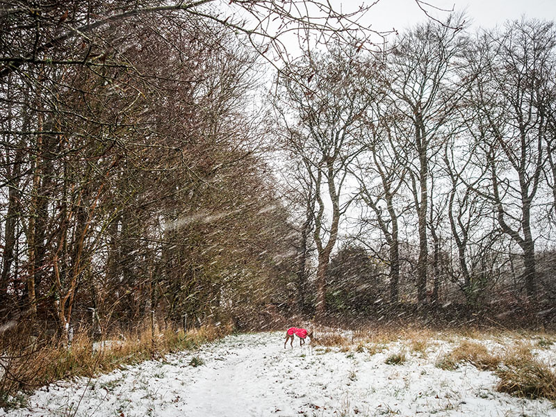 19th November 2024  wintry shower