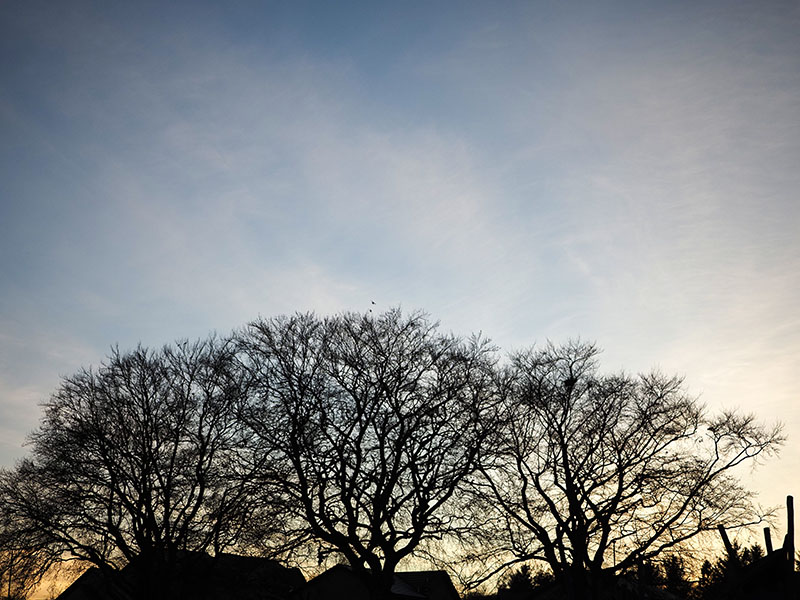 10th December 2024  frosty afternoon