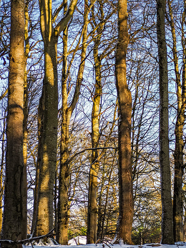 P1090098-2-001.jpg