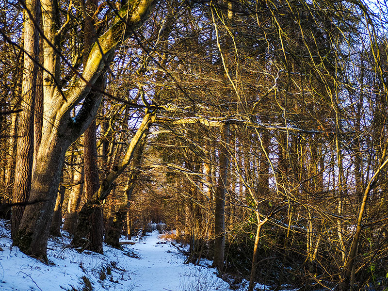 P1090106-2-001.jpg