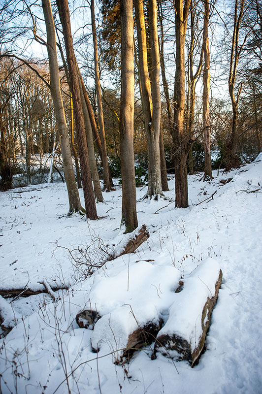 DSC_2451-001.jpg